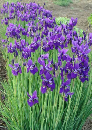 IRIS sibirica